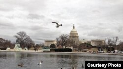 FILE - Capitol building in Washington, D.C. (Diaa Bekheet/VOA)