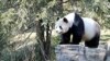 Giant Pandas to Stay in US Zoo Five More Years