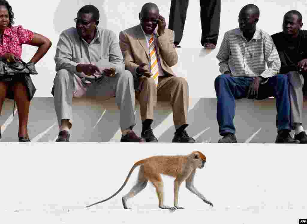 A monkey trots around before the beginning of a rehearsal of the Independence Day ceremony in Juba. REUTERS/Goran Tomasevic