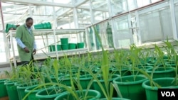 The Kenya Agricultural Livestock and Research Organization (KALRO) has been growing GMO maize, which they say could someday help with diseases like Maize Lethal Necrosis, Nairobi, Kenya, Nov. 14, 2014. (Hilary Heuler / VOA)