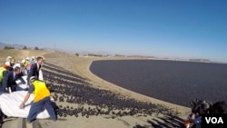 兩萬遮陽球匯入水庫激起水花（美國之音國符拍攝）