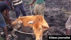 Drought in Matabeleland