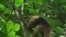 An anteater climbs a tree on Barro Colorado Island in Panama.