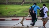 FILE - A long-tailed macaque takes food from a local student near Phra Prang Sam Yot temple, in Lopburi, Thailand, June 7, 2024. ( REUTERS/Chalinee Thirasupa)