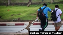 FILE - A long-tailed macaque takes food from a local student near Phra Prang Sam Yot temple, in Lopburi, Thailand, June 7, 2024. ( REUTERS/Chalinee Thirasupa)