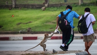 Thai City Fixing up Monkey Problem