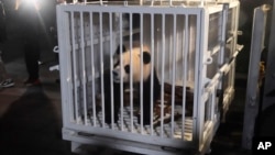 La panda gigante Qing Bao es preparada para su traslado desde un centro de conservación de la provincia china de Sichuan, el 14 de octubre de 2024.