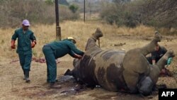 Para pekerja membersihkan bangkai badak yang dibunuh setelah diambil culanya oleh pemburu di Taman Nasional Kruger di provinsi Mpumalanga, Afrika Selatan. (Foto: Dok)