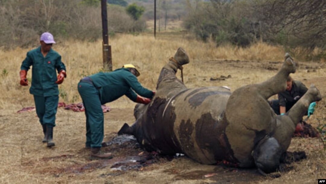 Badak yang tewas dibunuh oleh pemburu di Taman Nasional Kruger di provinsi Mpumalanga, Afrika Selatan. (Foto: Dok)