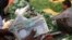 An Indian vegetable vendor counts rupees at a vegetable wholesale market in Allahabad, India, Nov. 21, 2013. 
