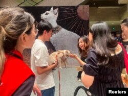 แมวกับเจ้าของที่ทางเข้างาน Shanghai Museum's "Meow Night" ที่นครเซี่ยงไฮ้ จีน 31 ส.ค. 2024 (REUTERS/Casey Hall)