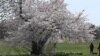 DC's National Arboretum a Quieter Place to Enjoy Cherry Blossoms