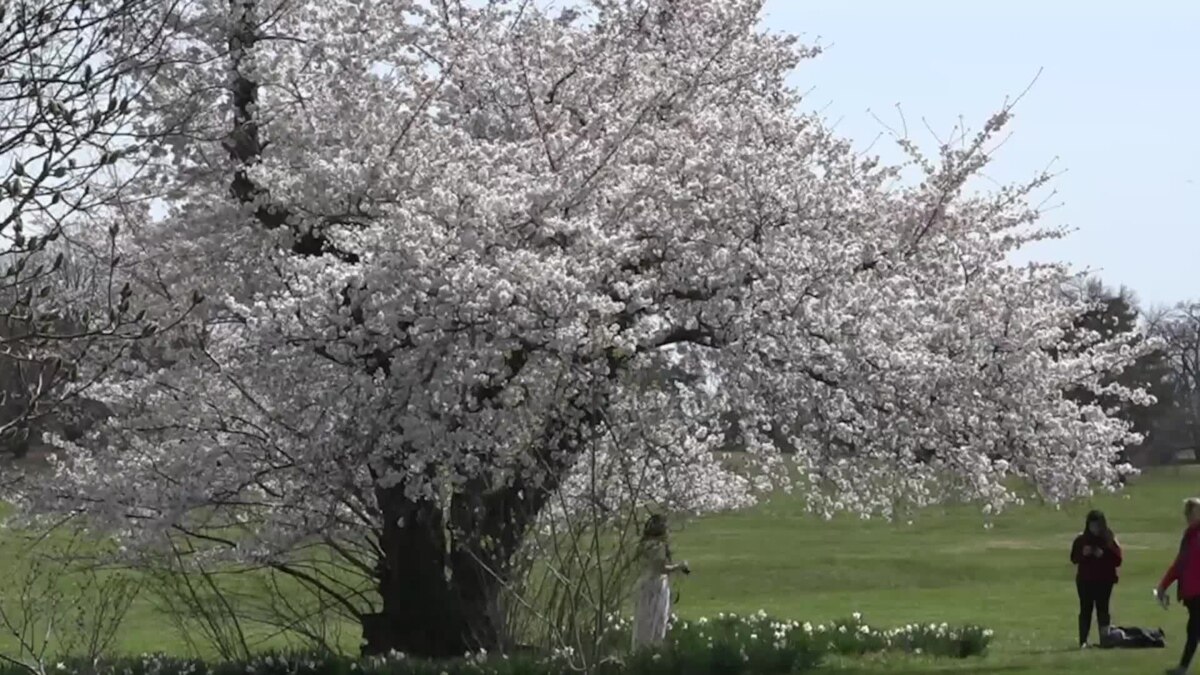 DC's National Arboretum a Quieter Place to Enjoy Cherry Blossoms