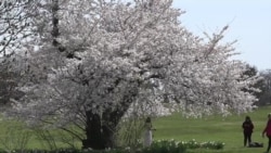 Cherry Blossoms Bloom at National Arboretum