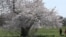 Cherry Blossoms Bloom at National Arboretum