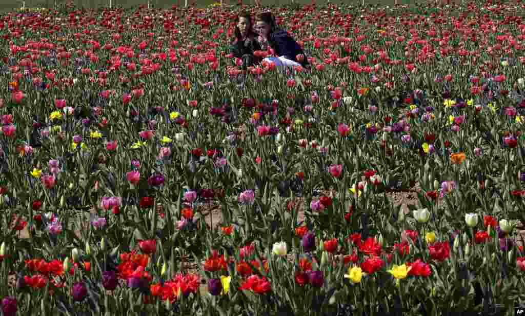عکس سلفی در اولین مزرعه گل لاله که توسط یک زوج هلندی در میلان ایتالیا پایه گذاری شده است.