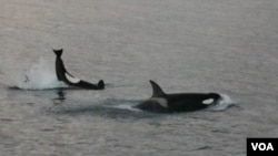 Paus makin sering muncul di pantai Long Beach, dekat Los Angeles, negara bagian California (foto: dok).