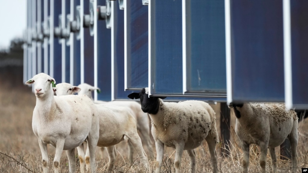 Sheep walk near solar panels on a solar farm owned by SB Energy on Tuesday, Dec. 17, 2024, in Buckholts, Texas. (AP Photo/Ashley Landis)