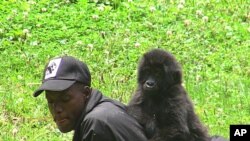 Year-and-a-half-old orphan gorilla Ihirwe plays with one of her caretakers in Kinigi, Rwanda