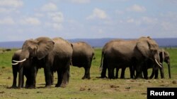 Elephants graze before being fitted with advanced satellite radio tracking collars to monitor their movement and control human-wildlife conflict near Mt. Kilimanjaro at the Amboseli National Park, in Kenya, Nov. 2, 2016.