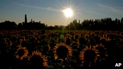 El sol sale detrás de un campo de girasoles cerca de Wernigerode, Alemania, el jueves 18 de julio de 2024. 