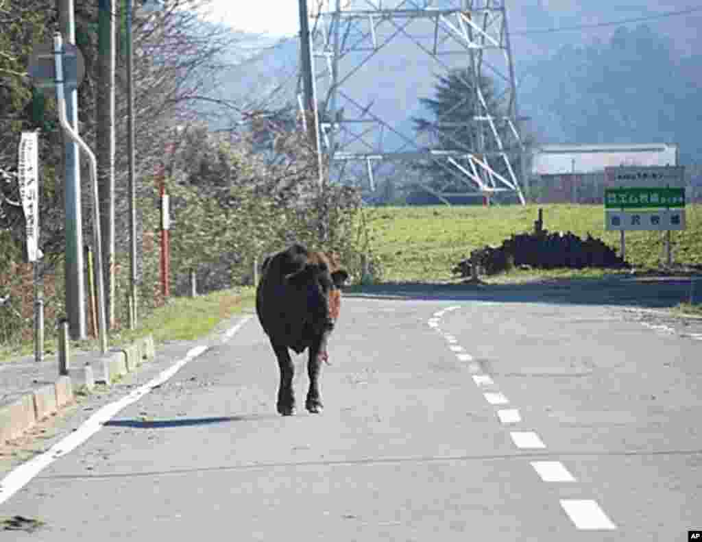 A cow ambles down a road in Namie, Namie, Fukushima Pref., Japan, March 12 2011 (VOA - S. L. Herman)