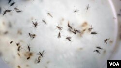  ARCHIVO - Mosquitos Aedes aegypti, causantes del dengue, son vistos en una jaula en un laboratorio en Cucuta, Colombia