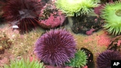 Seekor landak laut ungu di sebuah tangki di Marine Hatfield Science Center, Newport, Oregon, 16 Oktober 2019. (AP Photo/Gillian Flaccus)