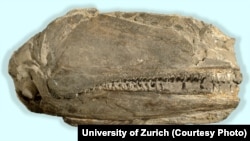 The 26-cm-long fossil preserving the right side of the skull of Birgeria americana. 
