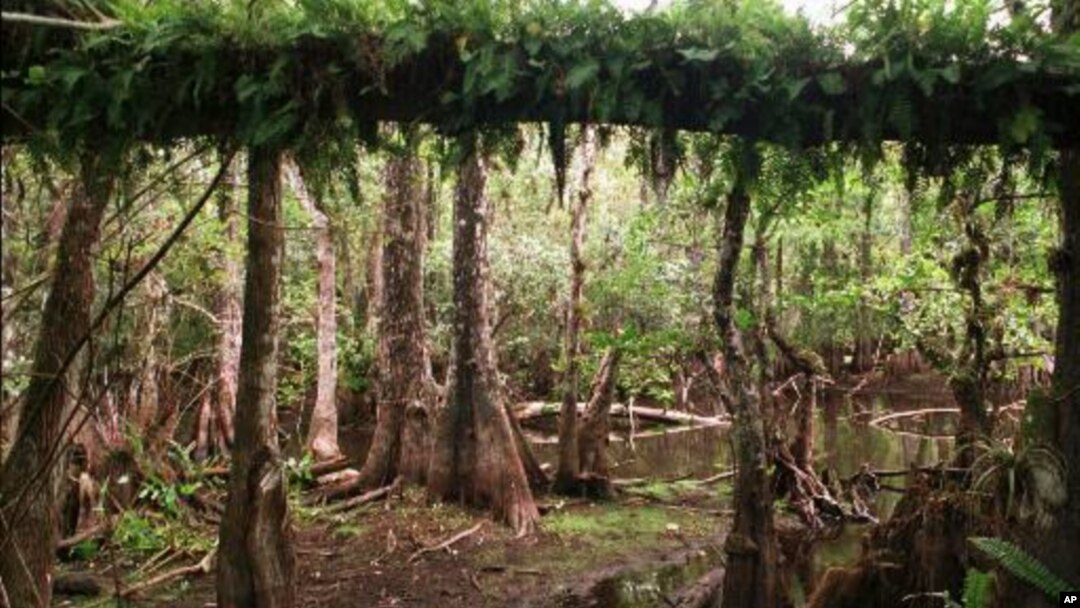 Jutaan wisatawan mengunjungi Taman Nasional Everglades ini kalau mereka berlibur ke Florida (foto: dok).
