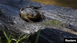 A Chilean frog (Calyptocephalella gayi) sits on a tree trunk in a wetland in the middle of a neighbourhood in the city of Quilpue, Chile, December 8, 2024. (REUTERS/Rodrigo Garrido)