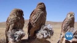 Despite Presidential Decree Against Hunting Wildlife, Hunters In Afghanistan Continue Chasing Rare Birds For Profits