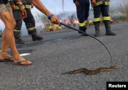 FILE - Firefighters stand near a man who helps a snake to safety during the fire in Pringle Bay, in Western Cape, South Africa, January 30, 2024.