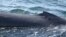 This undated photo released in London Wednesday Nov. 9, 2010, by The Zoological Society of London, shows the blistered skin of a blue whale photographed in the Gulf of California.