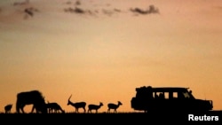 Des animaux sont près des touristes lors d'un coucher de soleil dans le parc naturel de Masai Mara, le 7 octobre 2014.