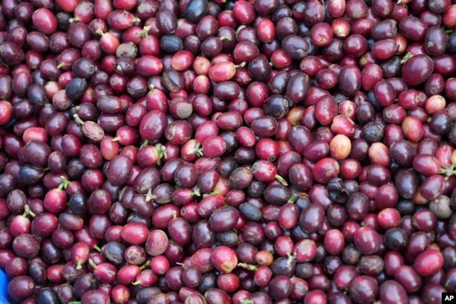 Coffee beans are seen in basket after being picked at a coffee farm in Dak Lak province, Vietnam, on Feb. 1, 2024. (AP Photo/Hau Dinh)