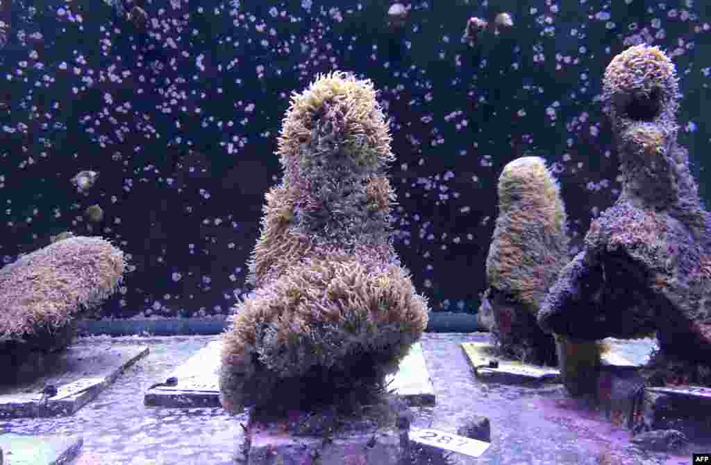 Pillar corals are seen in a water tank at the labs of the Florida Aquarium Conservation Center in Apollo Beach, where the spawning recently occurred. A team of scientists have managed to reproduce coral in a lab setting for the first time ever.