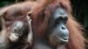 (FILES) A baby orangutan named Khansa (L) clings on its mother Anita (R) in their enclosure at the Singapore Zoological Garden on January 11, 2018.