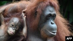 (FILES) A baby orangutan named Khansa (L) clings on its mother Anita (R) in their enclosure at the Singapore Zoological Garden on January 11, 2018.