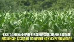 Кукурузный лабиринт