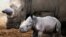 Un rhinocéros blanc nouveau-né près de sa mère le 28 octobre 2021.