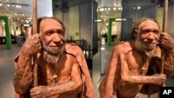 Representación de dos Homo Neanderthalensis, que habitaron en Eurasia hasta hace 40.000 años, en una exposición del museo de Mettmann, Alemania, el 3 de julio de 2019.