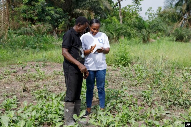 Rita Quansah, right, from Uniti Networks, shows farmer Cyril Fianyo, 64, years, how to navigate the farmers' apps on his phone in Atabu, Hohoe, in Ghana's Volta Region, Wednesday, April 18, 2024. (AP Photo/ Misper Apawu)