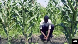 A farmer in Vaudreuil, Haiti, works in a cornfield (File)