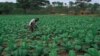 Smallholder farmers are facing serious challenges in southern Africa such as perrenial droughts and erratic rainfall patterns. (File Photo/Courtesy Photo)