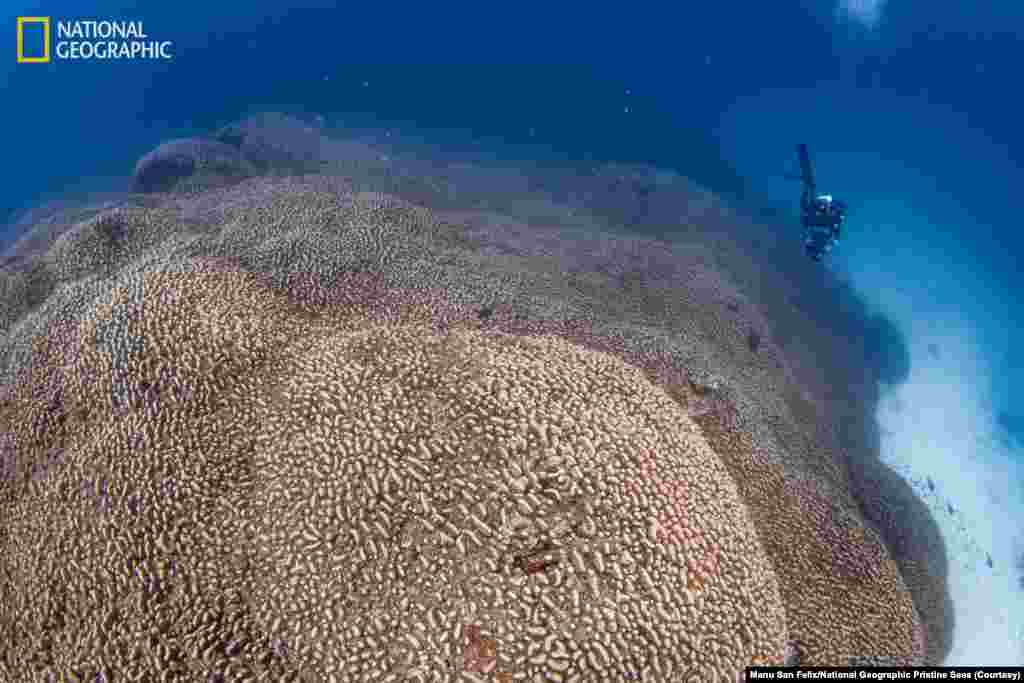 A diver swims alongside the world’s largest coral colony in the Solomon Islands. 