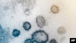 FILE - This undated electron microscope image made available by the U.S. National Institutes of Health in Feb. 2020 shows the Novel Coronavirus SARS-CoV-2. Also known as 2019-nCoV, the virus causes COVID-19. 