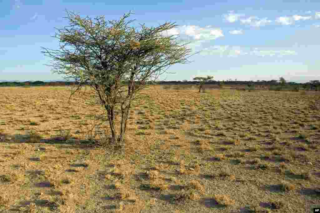 Semi-arid savanna in Samburu National Reserve, Kenya. (Photo: Vicente Polo)