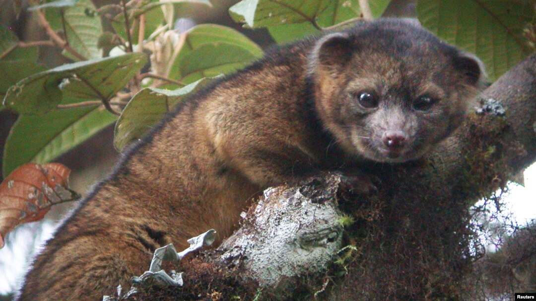 An "olinguito (Bassaricyon neblina)," described as the first carnivore species to be discovered in the American continents in 35 years, is pictured in a cloud forest in South America.