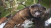 An "olinguito (Bassaricyon neblina)," described as the first carnivore species to be discovered in the American continents in 35 years, is pictured in a cloud forest in South America.